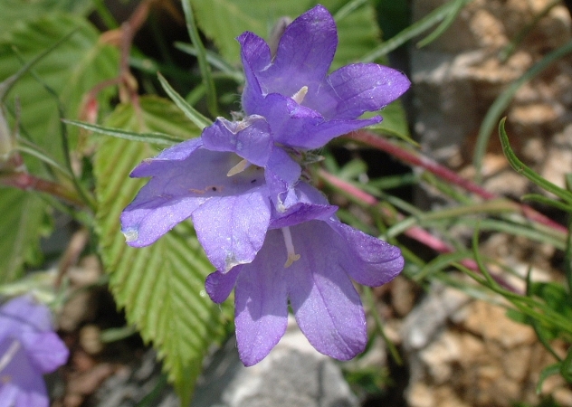 Campanula scheuchzeri subsp. pseudostenocodon / Campanula falsa stenocodon
